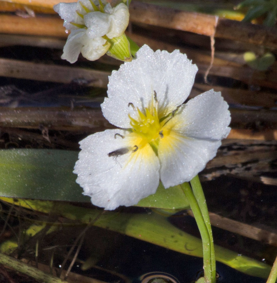 Ken-ichi Ueda (https://www.inaturalist.org/observations/52122932)